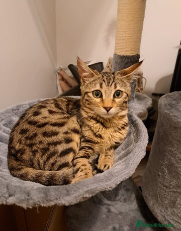 Mixed Breed cats - Advert 7