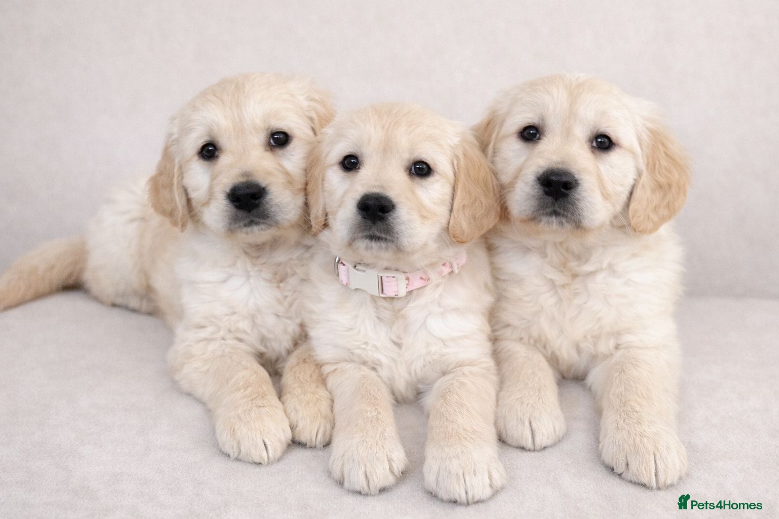 Golden Retriever dogs Golden retriever puppies - Advert 1