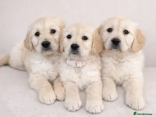 Golden Retriever dogs Golden retriever puppies - Advert 1