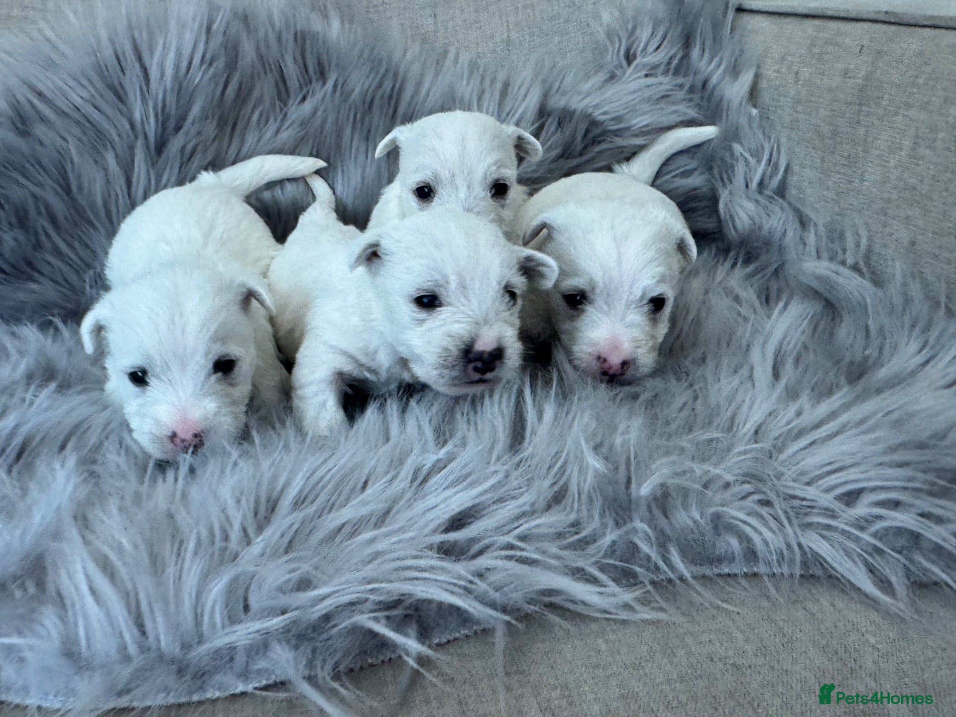 West Highland Terrier dogs West highland terriers - Advert 5