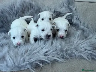 West Highland Terrier dogs West highland terriers - Advert 5