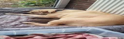 Boerboel dogs for sale: South African Boerboels  - Advert 3