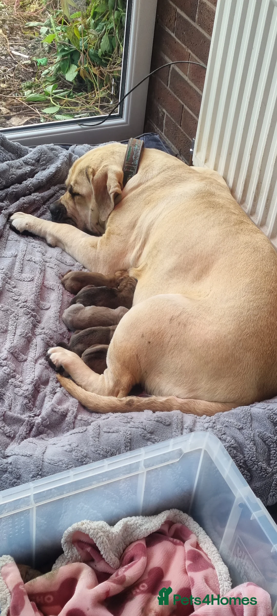 Boerboel dogs for sale: South African Boerboels  - Advert 3