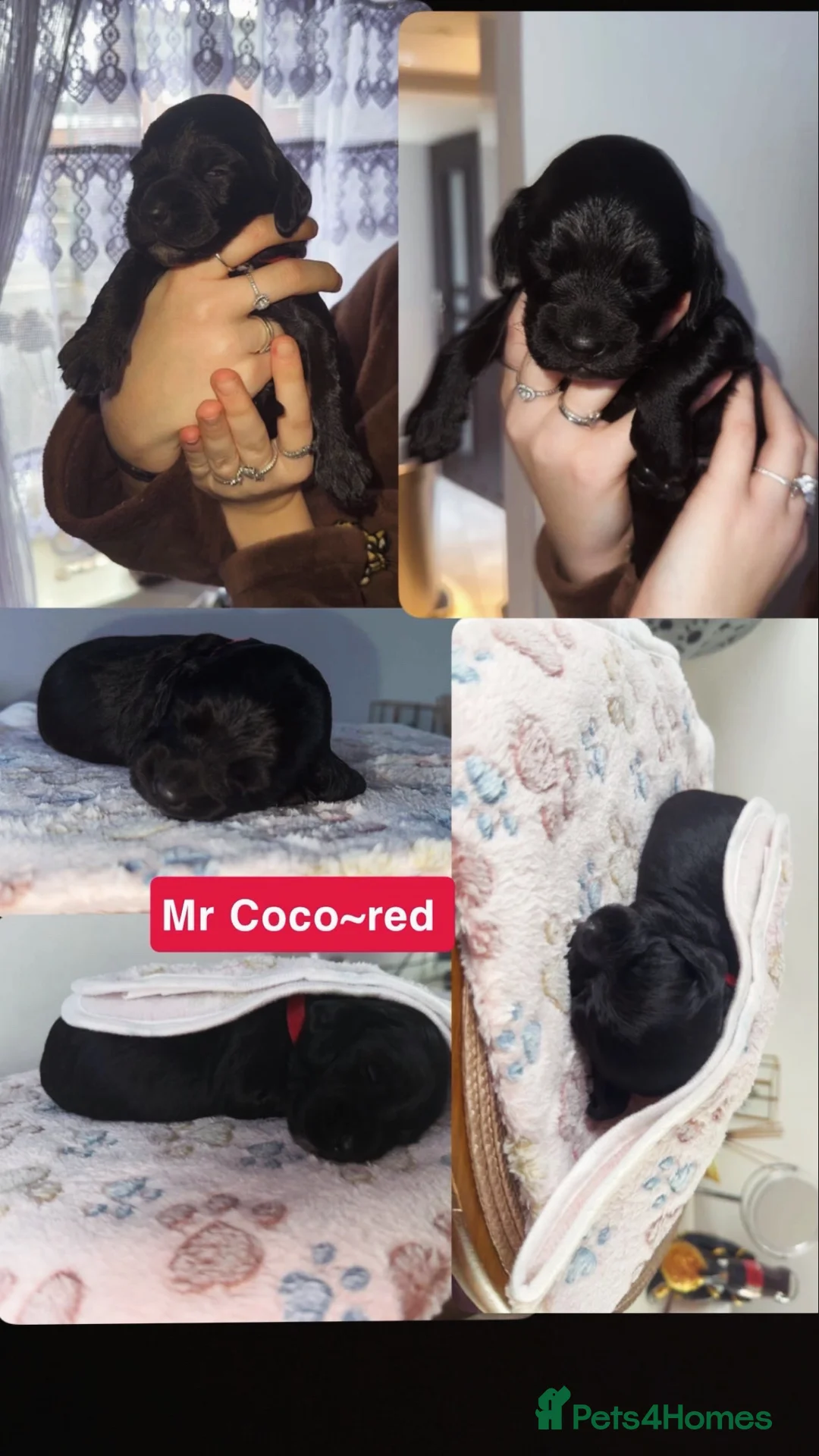 Cocker Spaniel dogs for sale: Beautiful litter of working cocker spaniels  - Advert 8