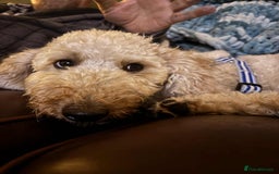 Miniature Poodle dogs for sale: Male apricot miniature poodle .  - Image 2