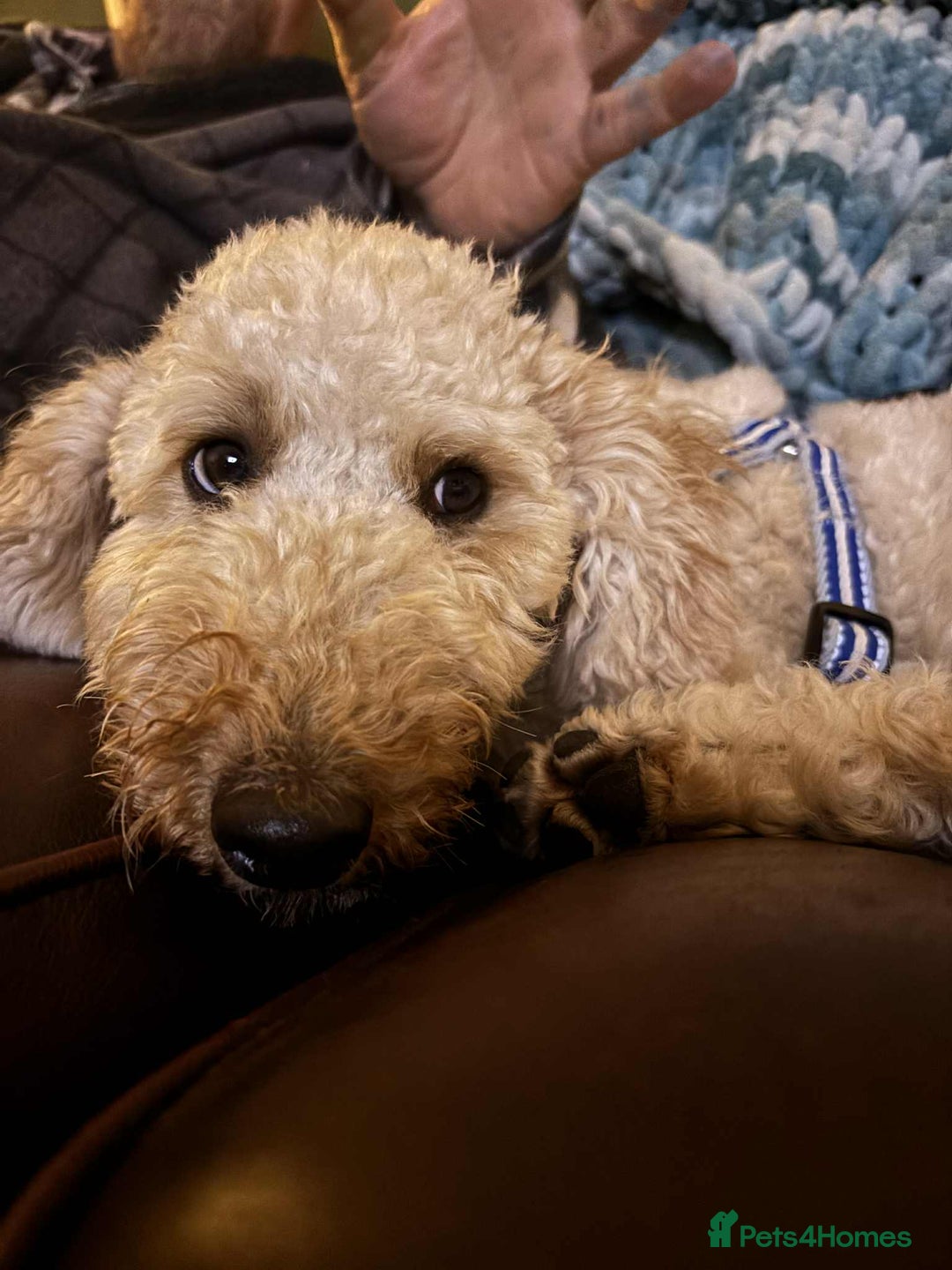 Miniature Poodle dogs for sale: Male apricot miniature poodle .  - Image 2