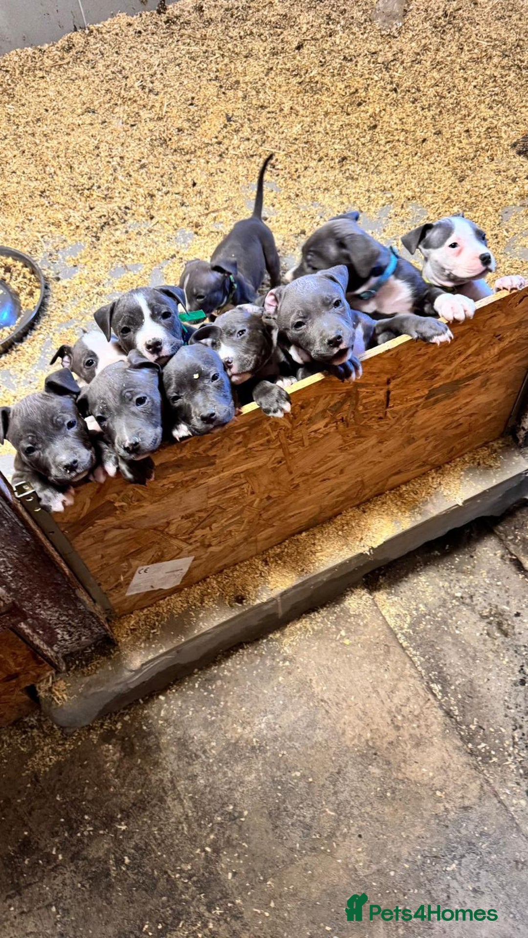 Staffordshire Bull Terrier dogs for sale: 🐶🐾Staffordshire puppies ❤️🐶 - Image 23