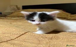 Mixed Breed cats for sale: 5 kittens looking for forever home  - Image 11