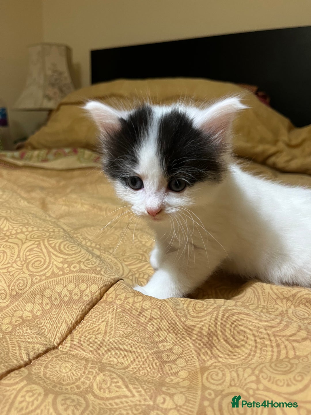 Mixed Breed cats for sale: 5 kittens looking for forever home  - Image 11