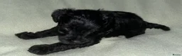 Schnoodle dogs for sale: Schnoodle pups for sale. Ready 11th October.  - Advert 32