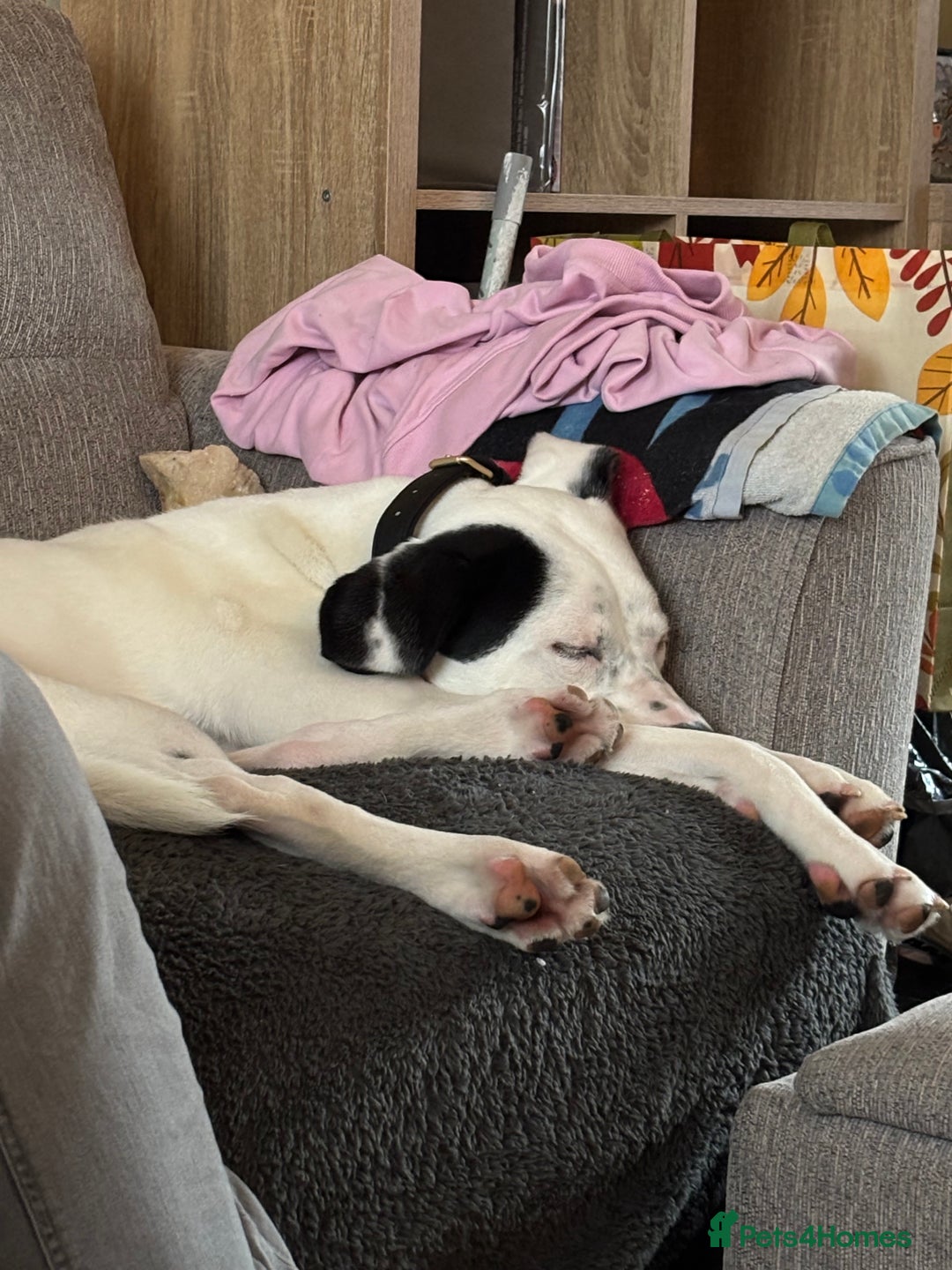 Mixed Breed dogs for sale: Needs new home asap - Advert 9