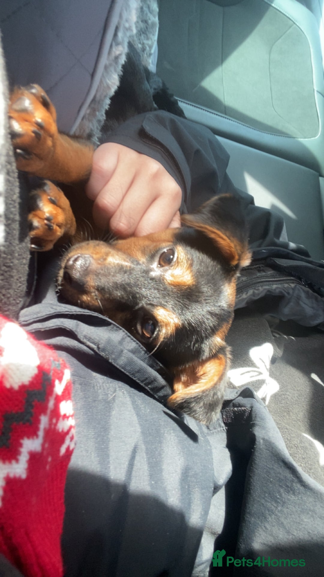 Mixed Breed dogs for sale: 5 month old pup  - Advert 1