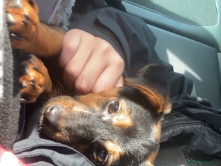 Mixed Breed dogs 5 month old pup - Advert 1