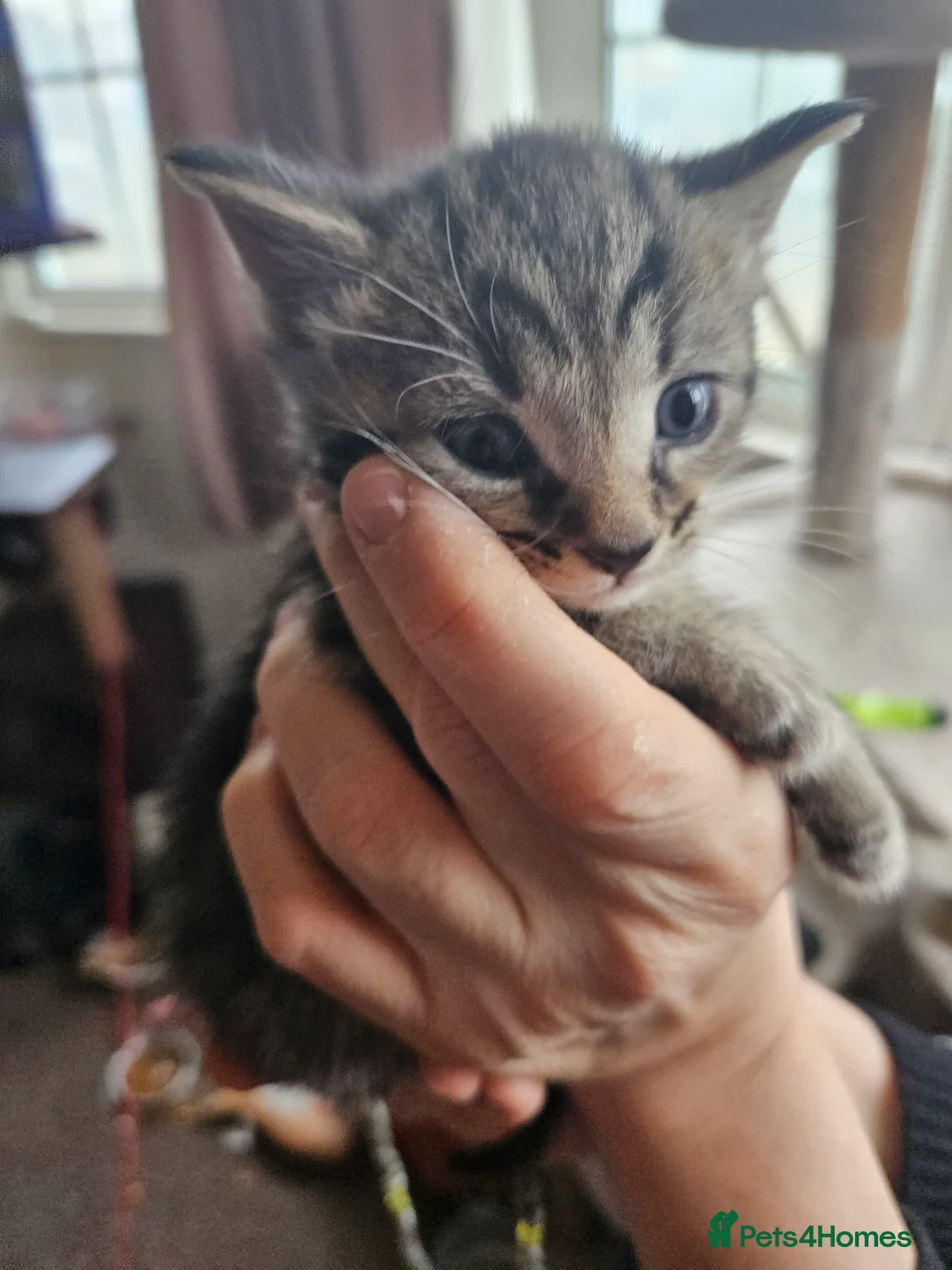 Mixed Breed cats for sale: Tabby - Advert 3