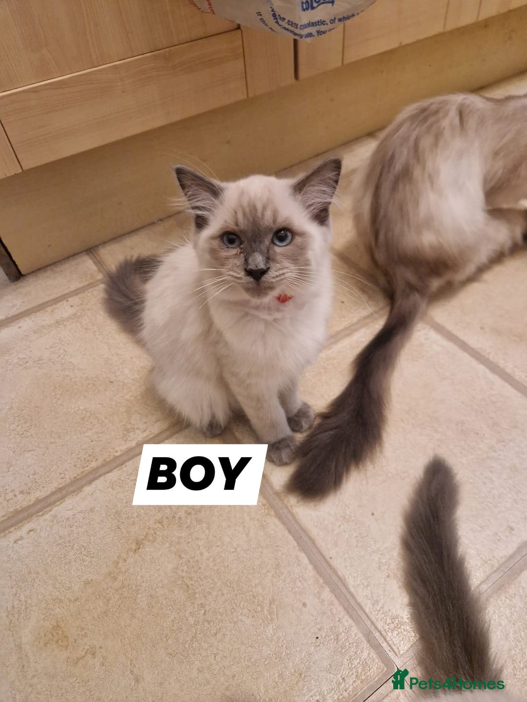 Ragdoll cats for sale: Beautiful Ragdoll Kittens in Wallasey - Image 3