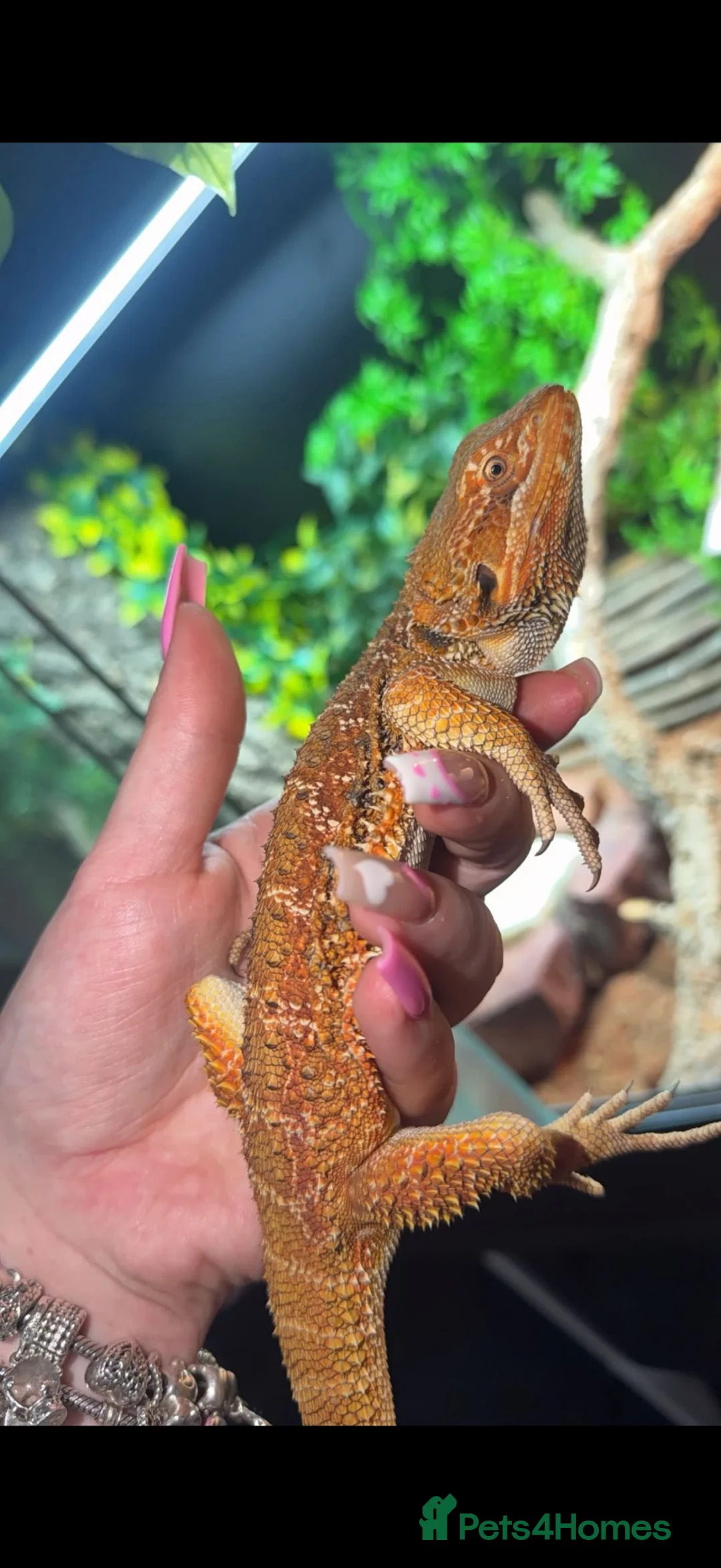 Bearded Dragon reptiles for sale: Waffles-Male bearded dragon and enclosure for sale in Felixstowe - Advert 11