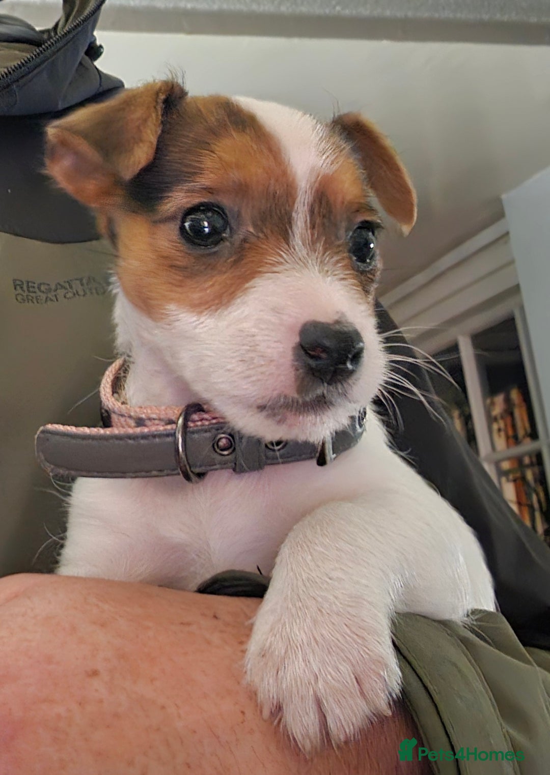Jack Russell dogs for sale: Jack Russell puppy - Advert 2