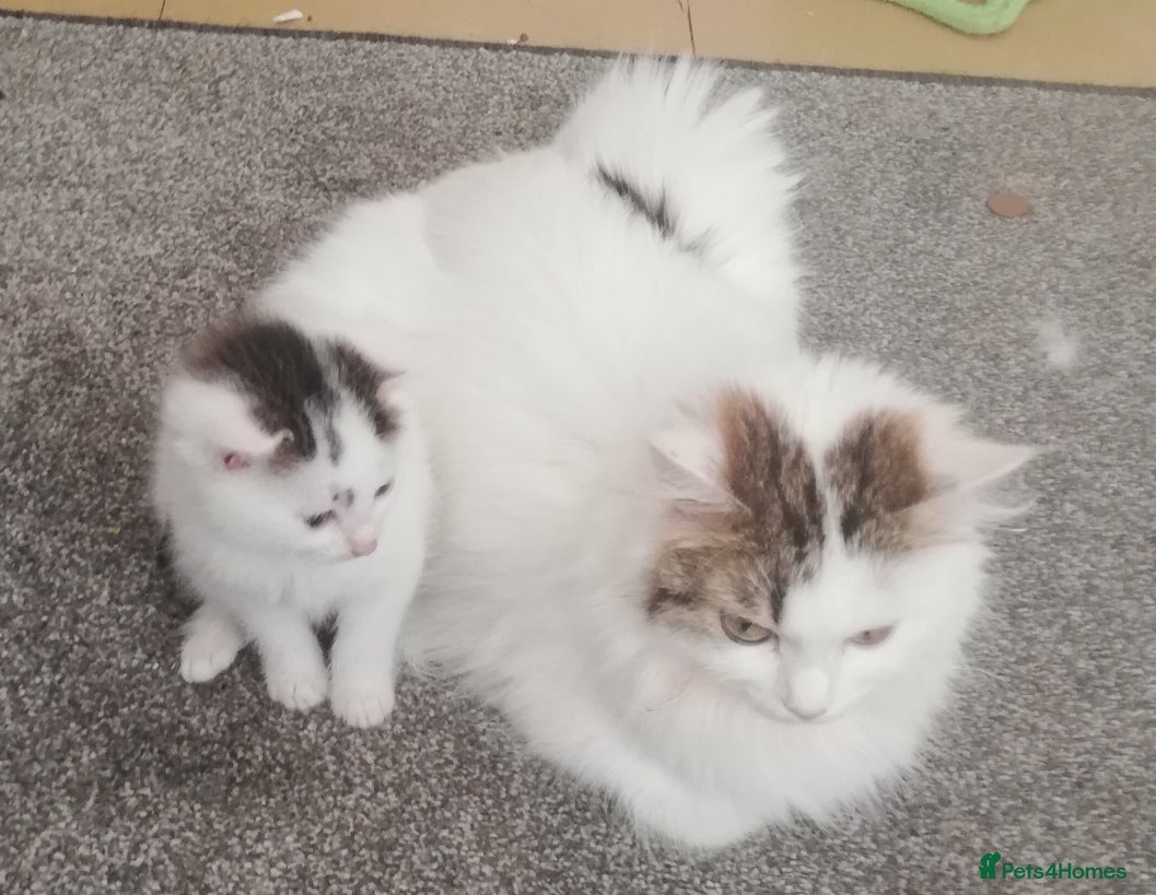 Mixed Breed cats Kittens  - Advert 2