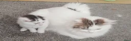 Mixed Breed cats for sale: Kittens  in Reading - Advert 1