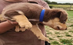 Mixed Breed dogs for sale: Kelpiexcollie puppies - Image 7