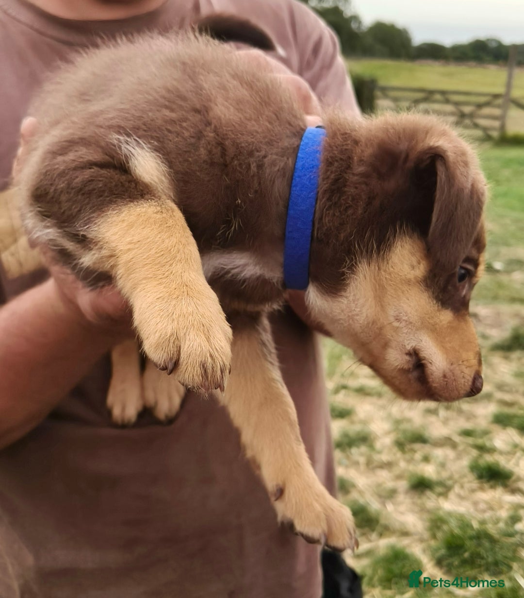 Mixed Breed dogs for sale: Kelpiexcollie puppies - Image 7
