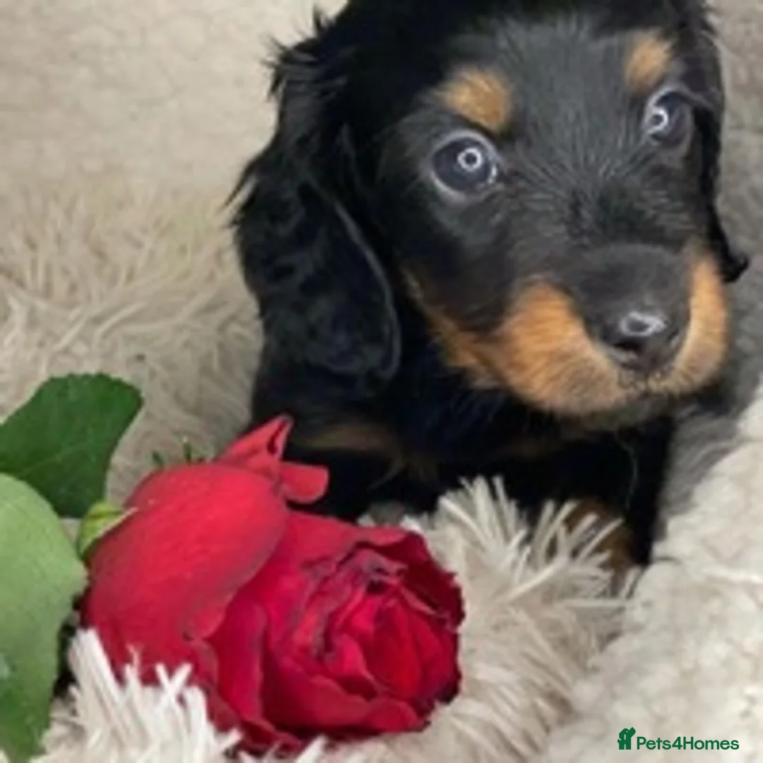 Miniature Dachshund dogs for stud: ✨Kc mini long haired dapple✨ 17 champions✨ in Romford - Advert 15