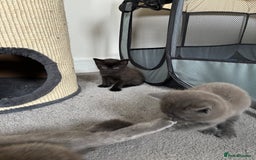 British Shorthair cats for sale: 🐾 British Shorthair Kittens 🐾 - Image 12
