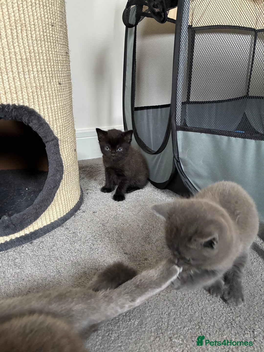 British Shorthair cats for sale: 🐾 British Shorthair Kittens 🐾 - Image 12