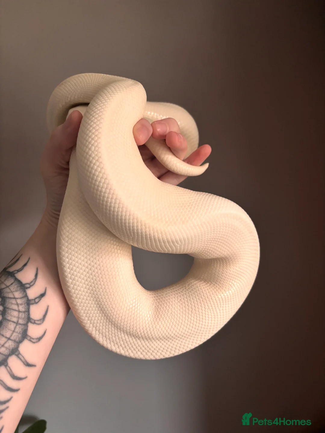 Python Snake reptiles for sale: Blue-eyed Leucistic Royal Python - Advert 5