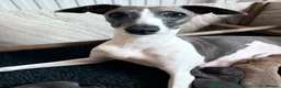 Italian Greyhound dogs for sale: 7/8 Italian Greyhound, 1/8 Whippet Puppies Due - Advert 4