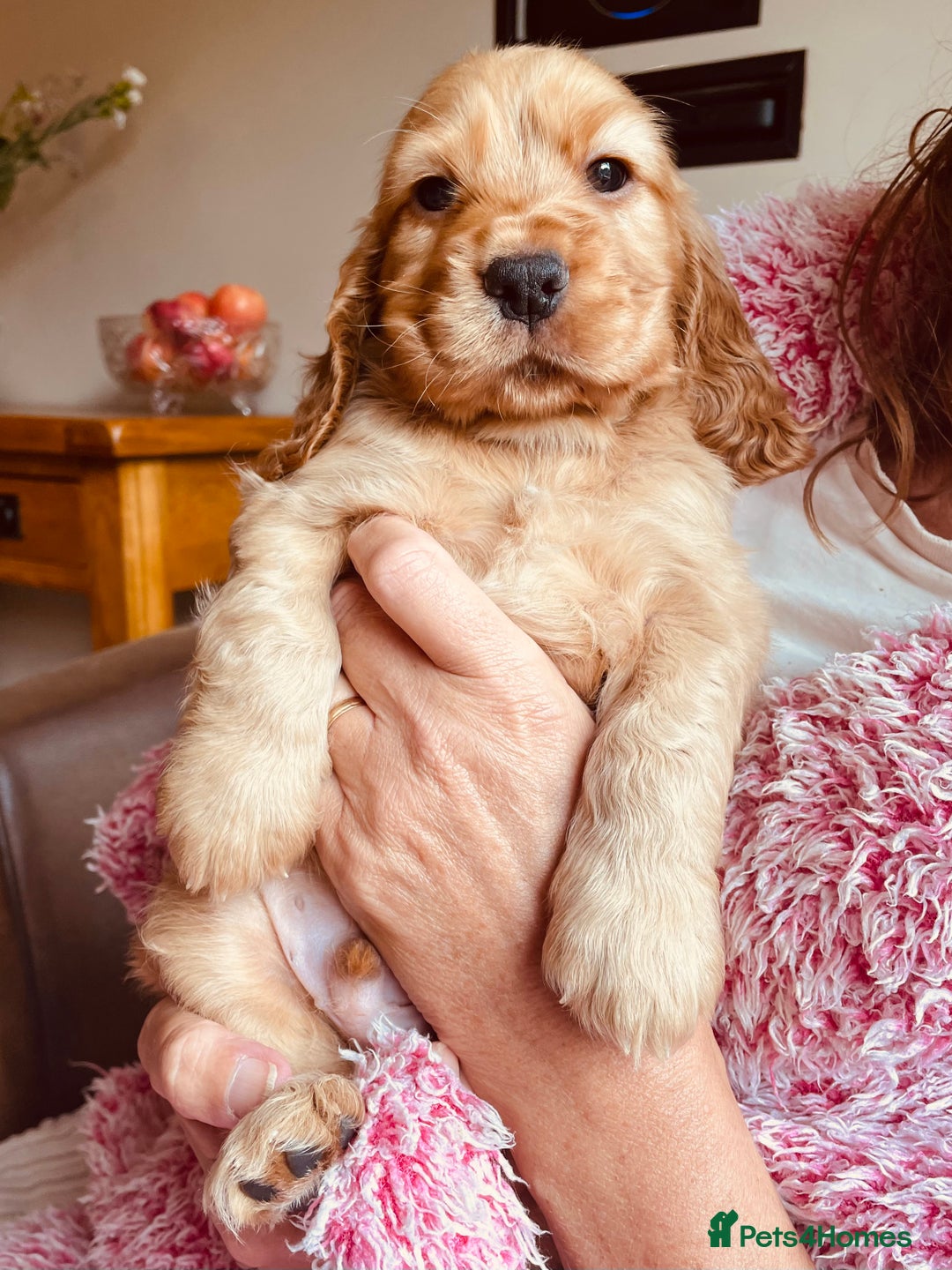 Cocker Spaniel dogs for sale: Top quality fully health tested show cocker pups - Image 13