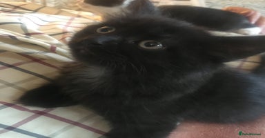 Mixed Breed cats - Advert 14