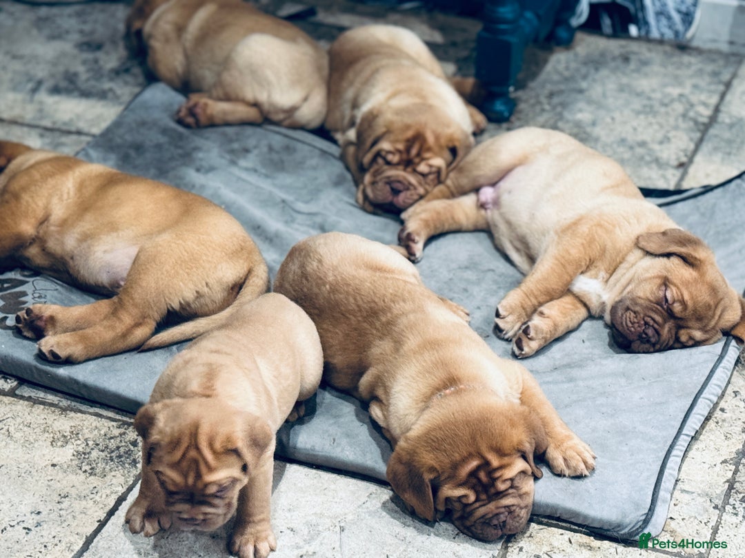Dogue De Bordeaux dogs for sale: 🐾 Dogue de Bordeaux – Chunky True type- Ready 🐾 - Image 17