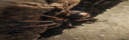 Tarantulas invertebrates for sale: Mix of tarantulas and a scorpion baby in Devizes - Advert 6