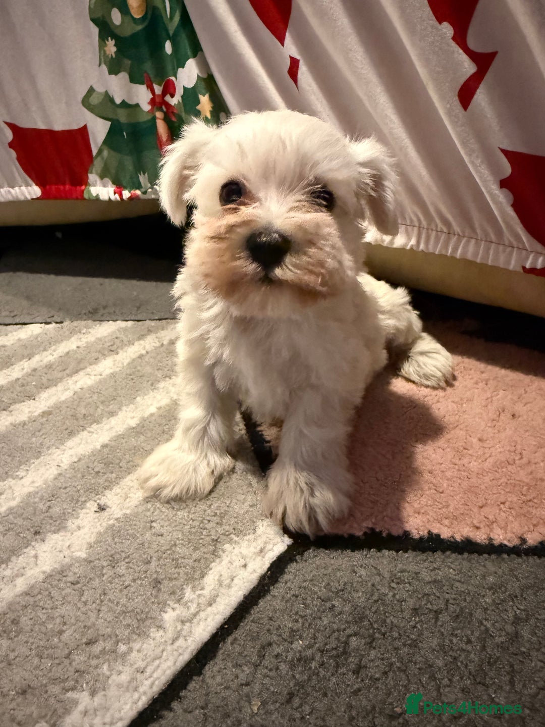 Miniature Schnauzer dogs for sale: Miniature schnauzer girl puppy available - Advert 5