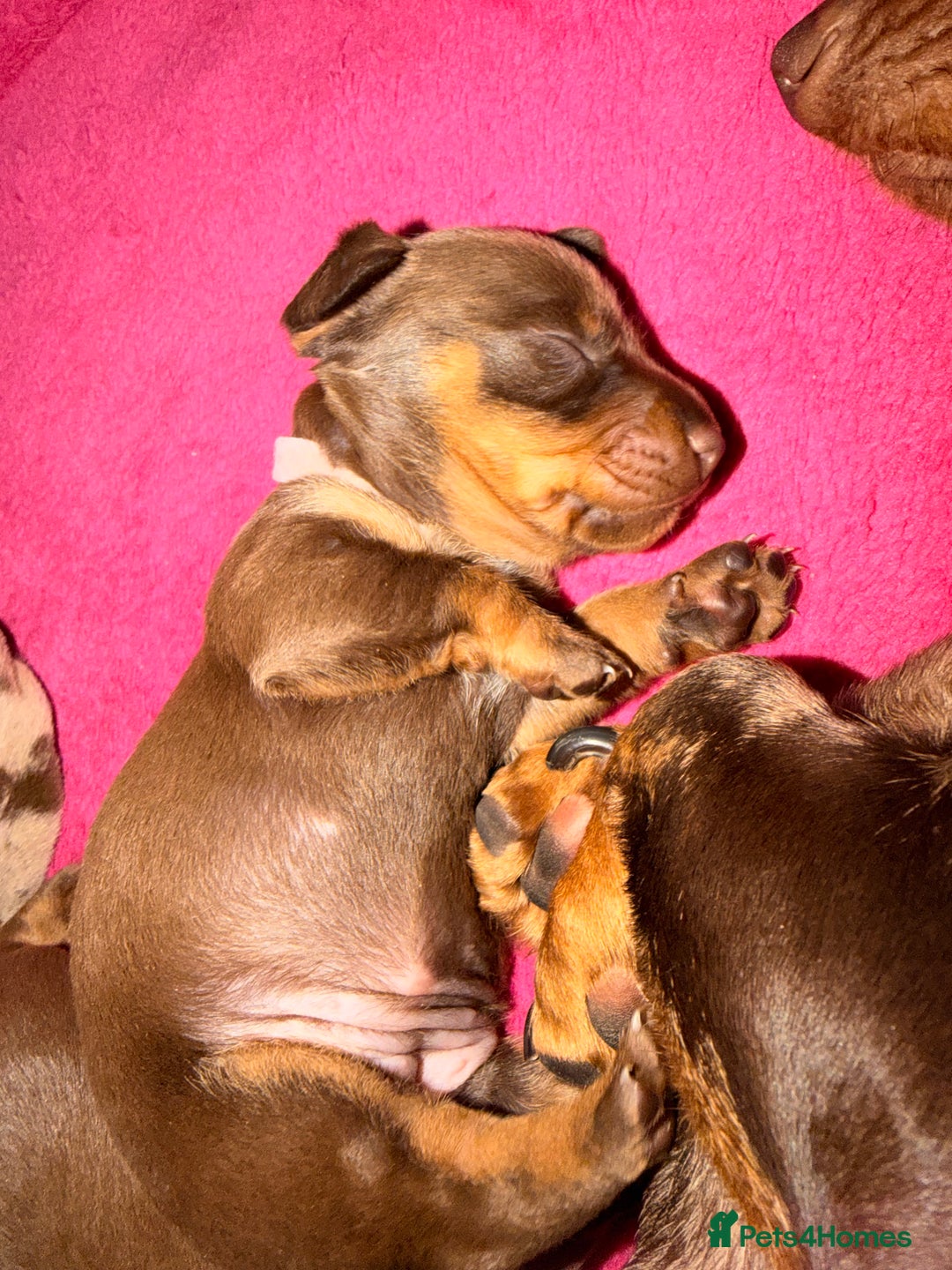 Miniature Dachshund dogs for sale: Miniature Dachshunds puppy's for sale.  - Advert 11