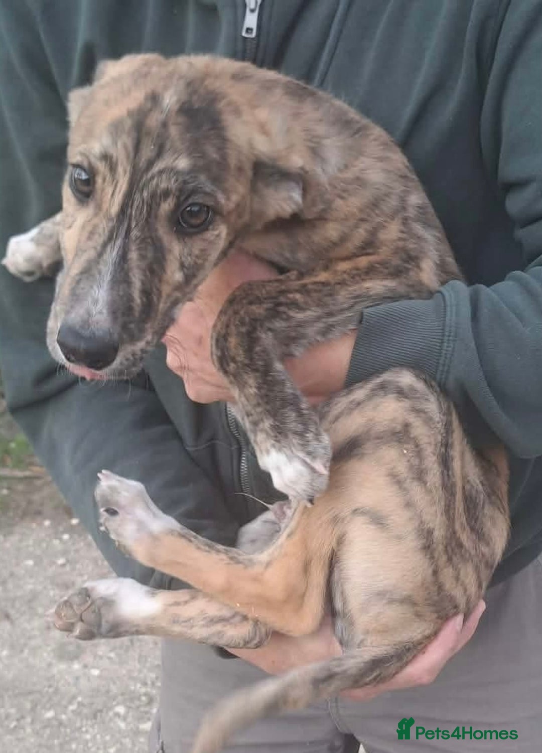 Mixed Breed dogs for adoption: Taz needs a loving home  - Advert 7