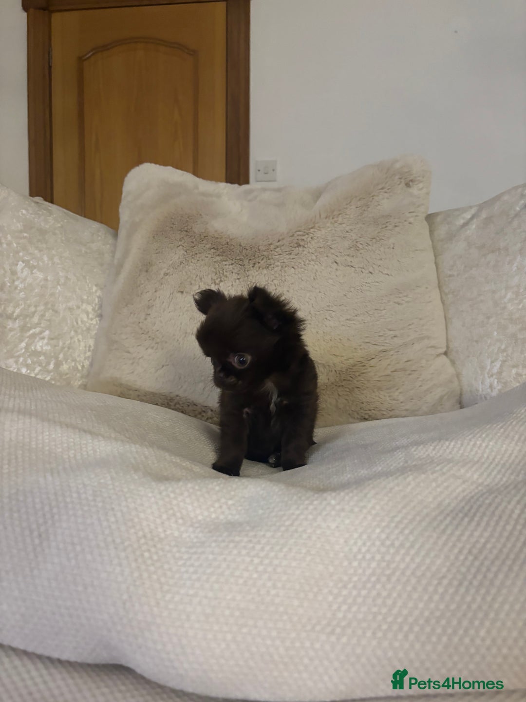 Chihuahua dogs for sale: Tiny long haired chihuahua girl !  - Advert 3