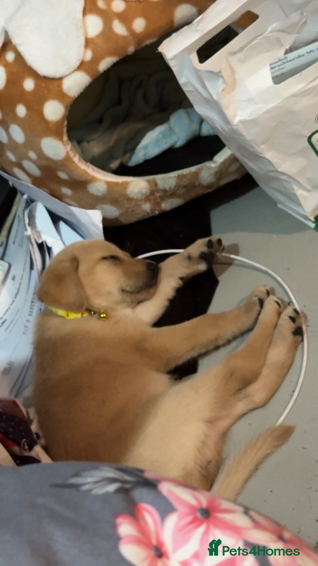 Labrador Retriever dogs for sale: White lab male - Advert 17