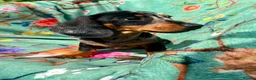 Miniature Dachshund dogs for sale: Gorgeous kaninchen/miniature puppies - Advert 5