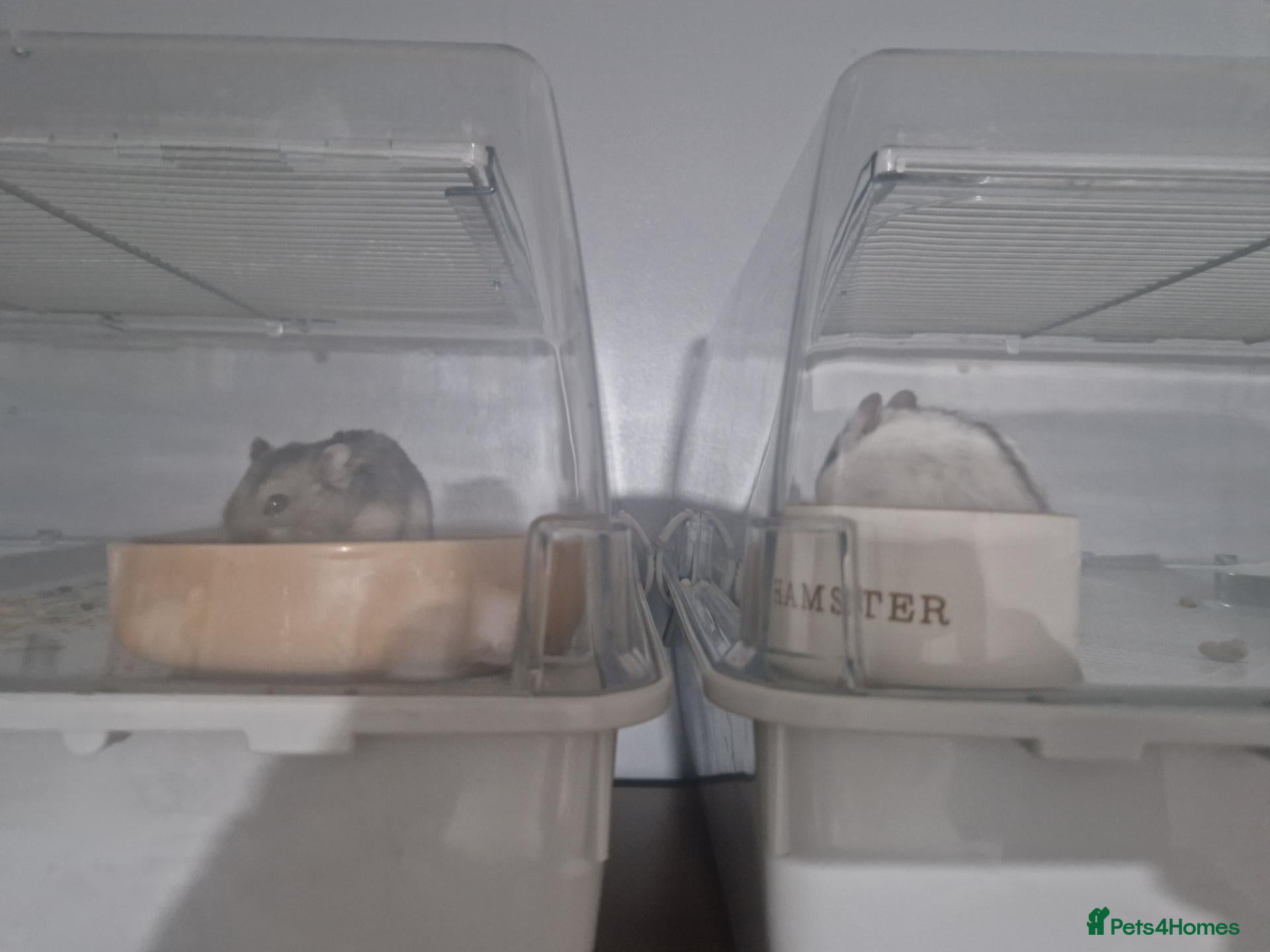 Hamster rodents 2 Russian Dwarf Hamsters - Advert 1