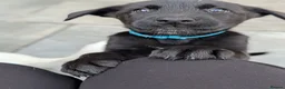 Mixed Breed dogs for sale: Puppies in Felixstowe - Advert 5