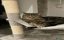 Abyssinian cats for sale: Kittens for sale!!! - Image 4