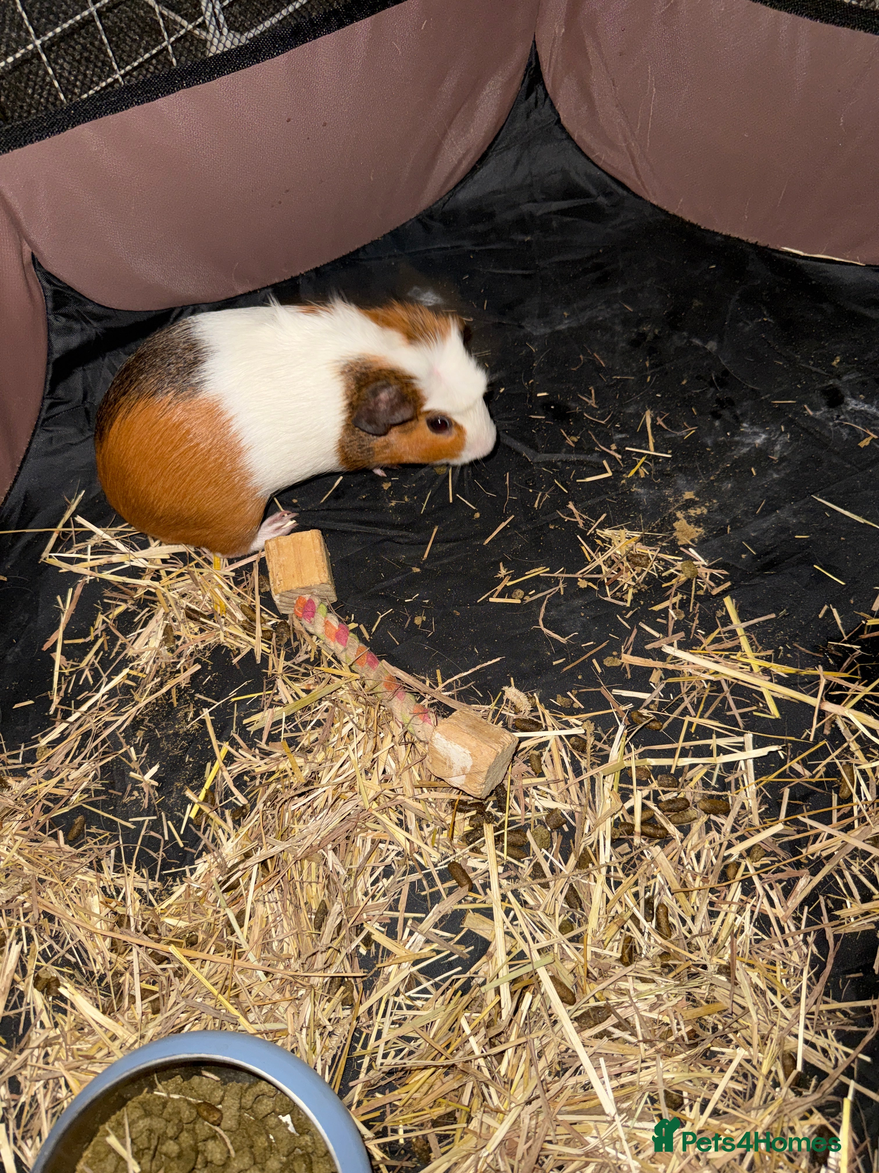 Guinea Pig rodents 3 month old boar - Advert 1