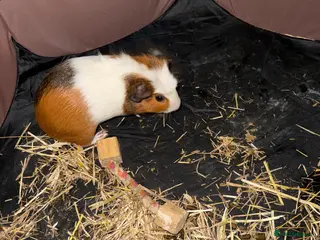 Guinea Pig rodents 3 month old boar - Advert 1