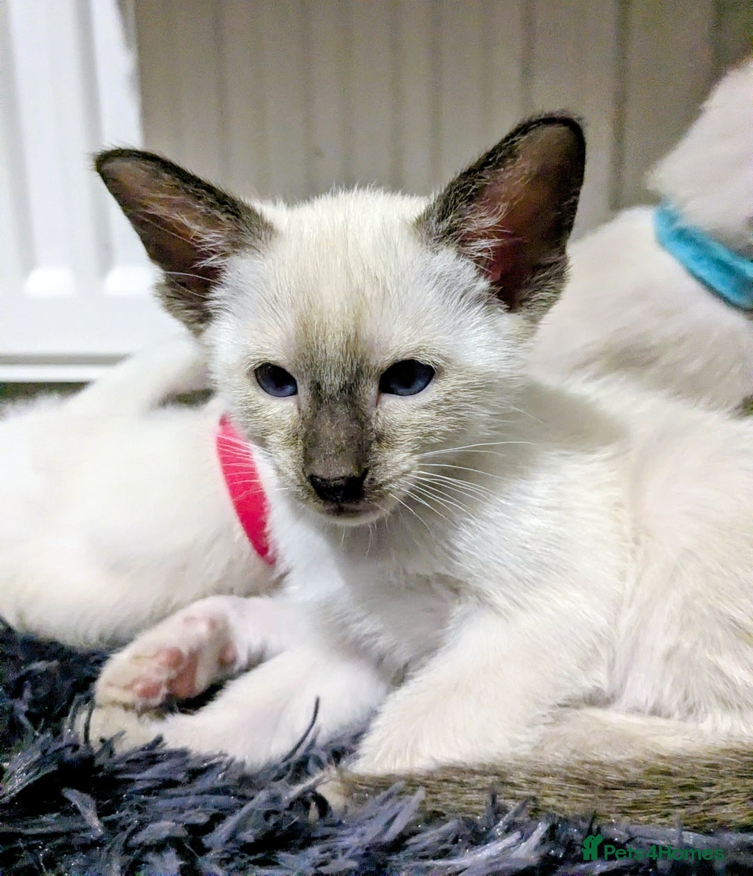Siamese cats for sale: 6 little monkeys 🩷🩵 - Advert 4