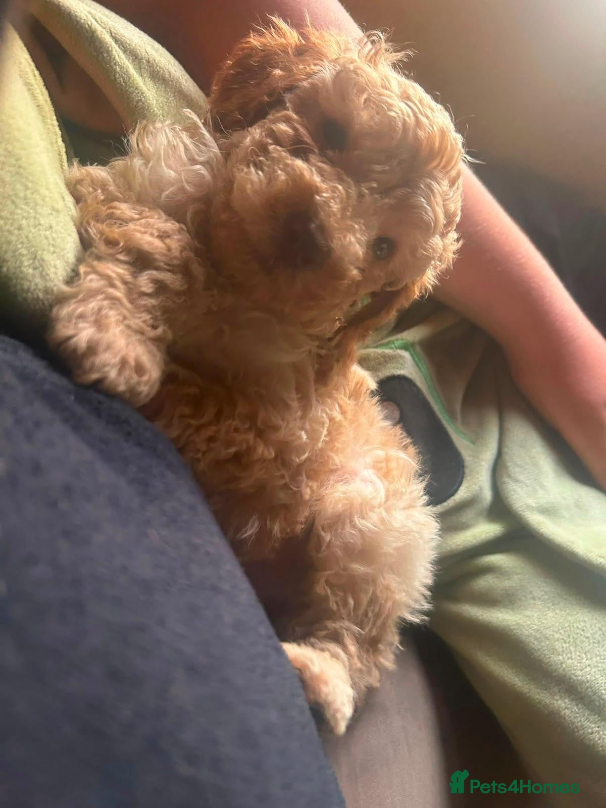 Toy Poodle dogs Beautiful toy poodle pup. Parents DNA tested - Advert 2
