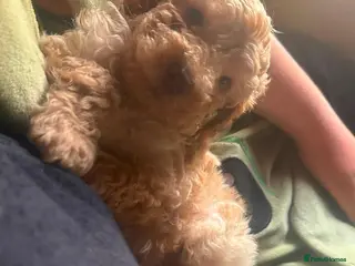 Toy Poodle dogs Beautiful toy poodle pup. Parents DNA tested - Advert 2