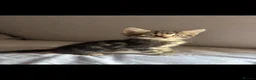 Mixed Breed cats for sale: Tabby cross Bengal kitten  - Advert 2