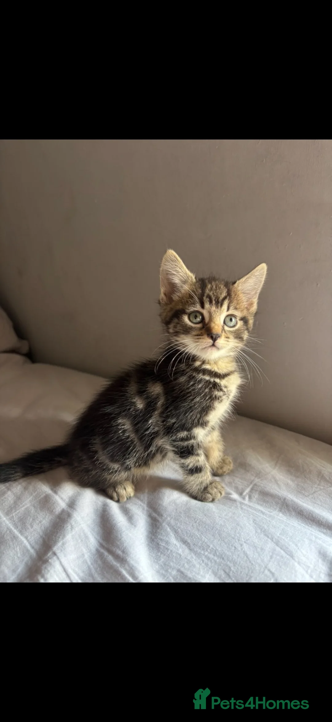Mixed Breed cats for sale: Tabby cross Bengal kitten  - Advert 2